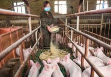 Huawei turns to pig farming as smartphone sales fall
