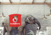 Elephant in the room: Why VODAFONE Ghana is a shadow of its true self – Part 2