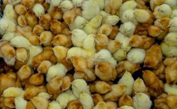 Kuipers Breeders Hatchery celebrates 2nd anniversary