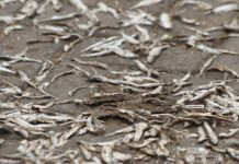 Human excreta, car fumes on fish: AMA cracks down at Jamestown