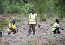 MTN Ghana plants 1,666 trees to restore degraded Chipa Forest Reserve