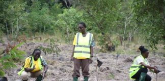 MTN Ghana plants 1,666 trees to restore degraded Chipa Forest Reserve