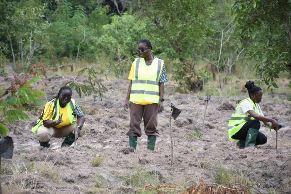 Some MTN Staff planting trees